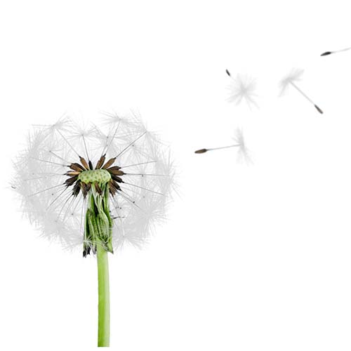 Jacqueline Virtual Assistant Services Kent